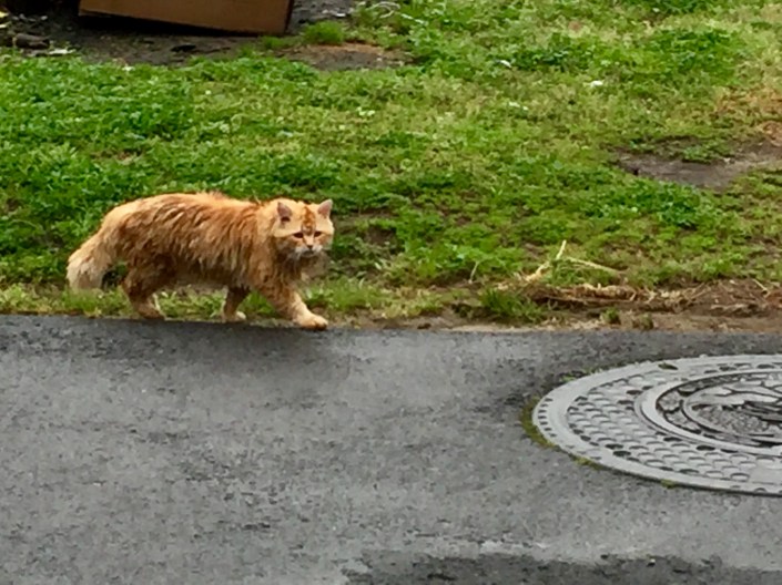 写真 2017-04-07 8 31 18