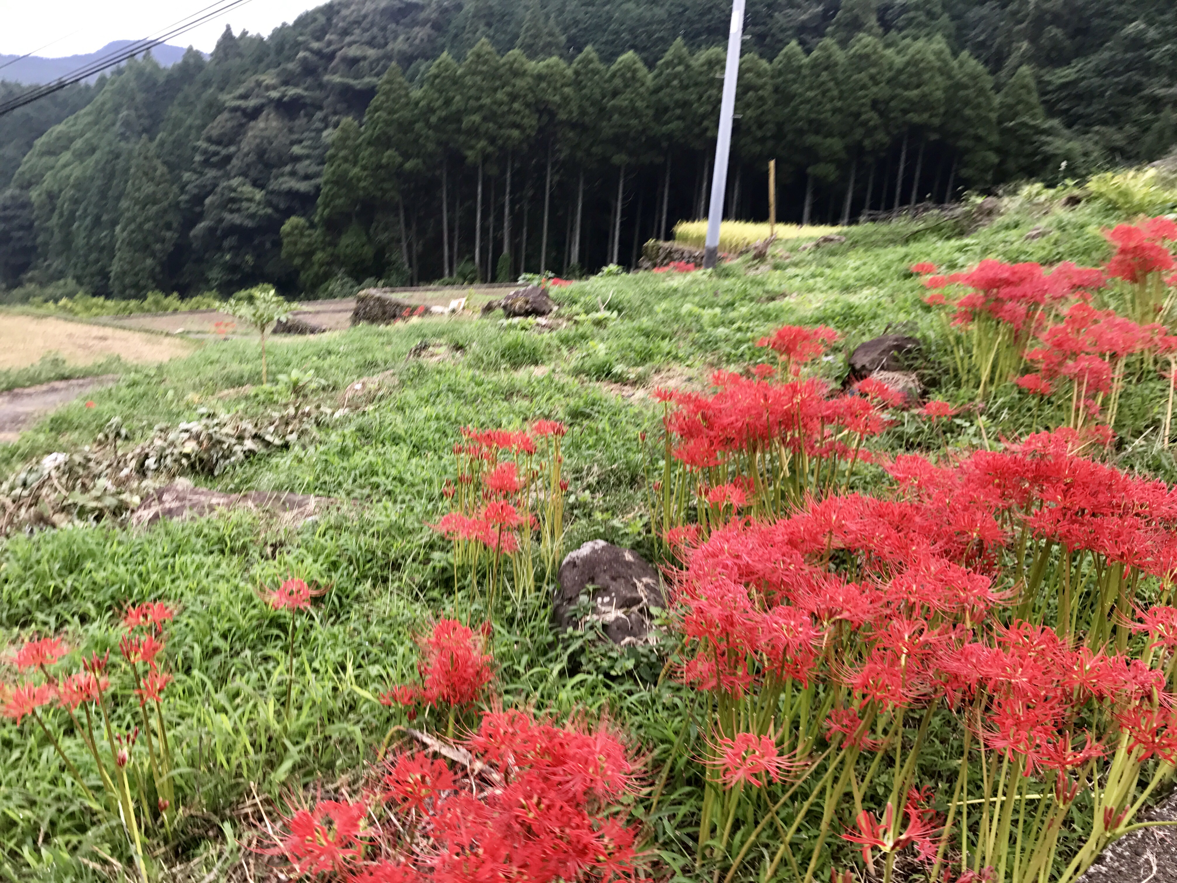 写真 2017-09-19 8 22 06 (1)