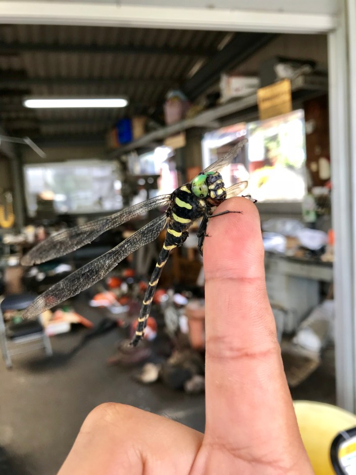 写真 2017-10-10 11 34 32