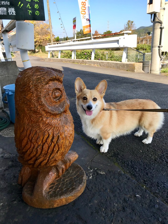 写真 2017-11-13 9 45 57